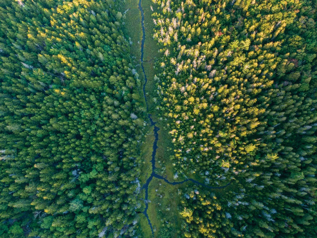 Tributary of Gold Brook