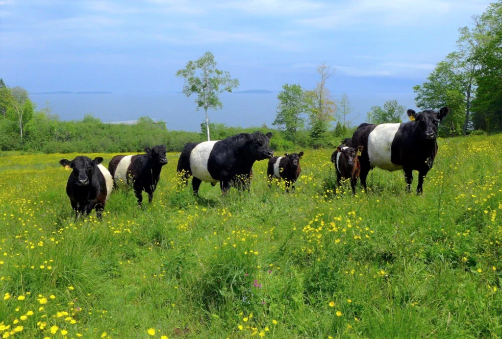 Aldermere Farm, a Maine Coast Heritage Trust preserve