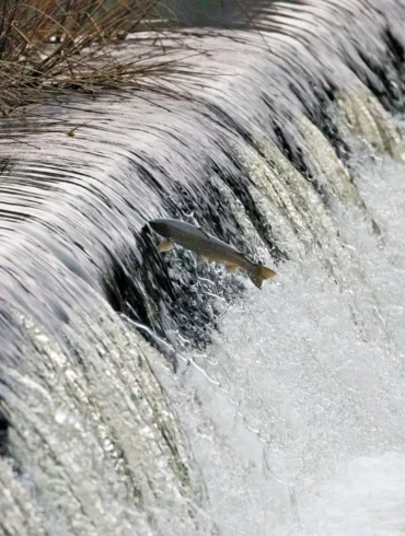 Salmon