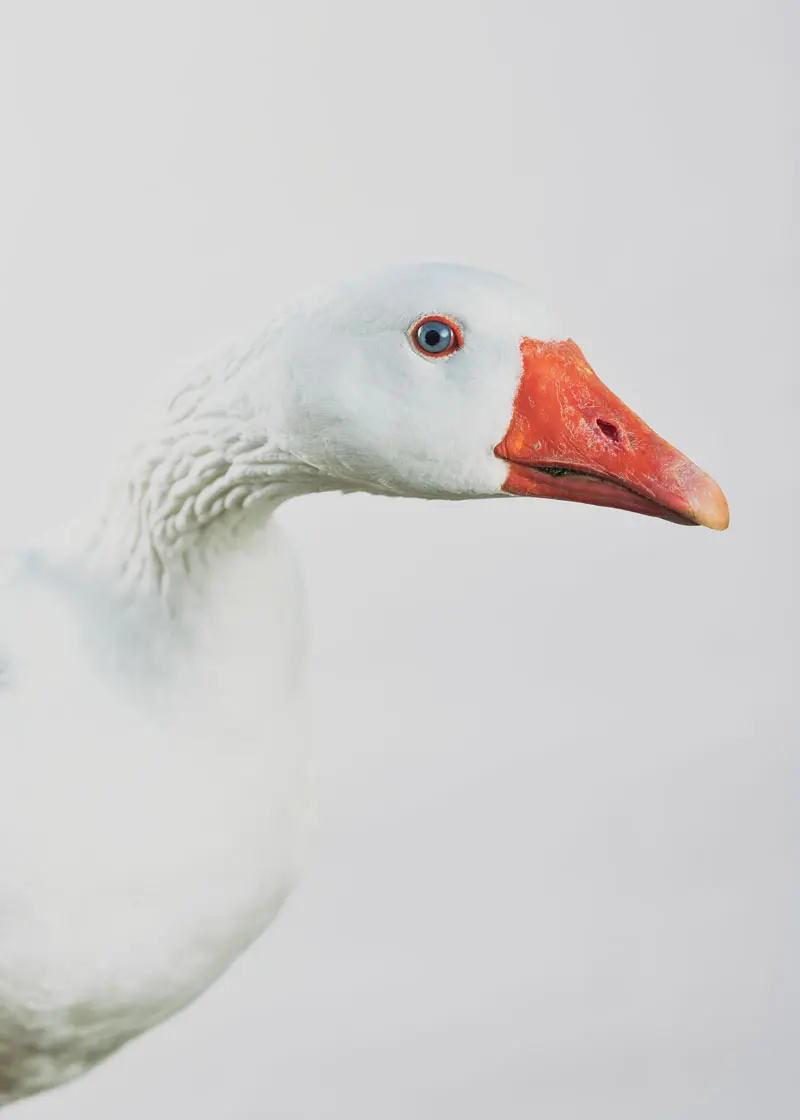 Hank the goose, half of Apple Creek Farm’s breeding pair.