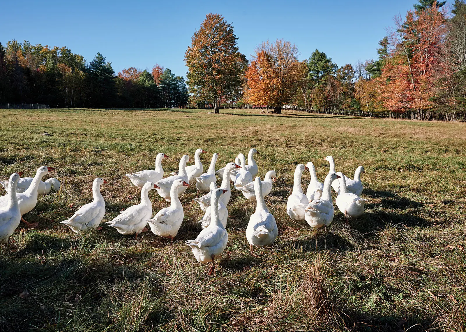 Geese, Apple Creek Farm