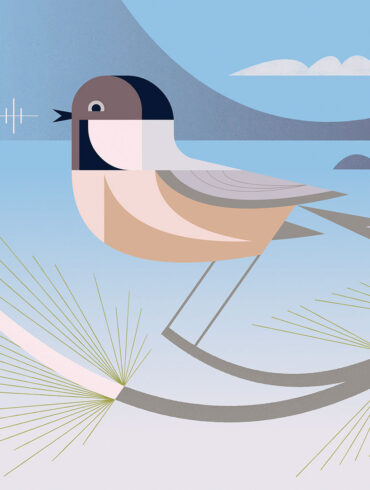 Chickadee Dee Dee