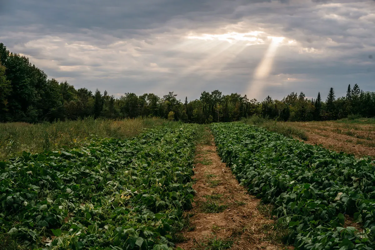 Snakeroot Organic Farm