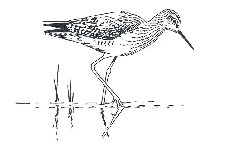 Lesser Yellowlegs