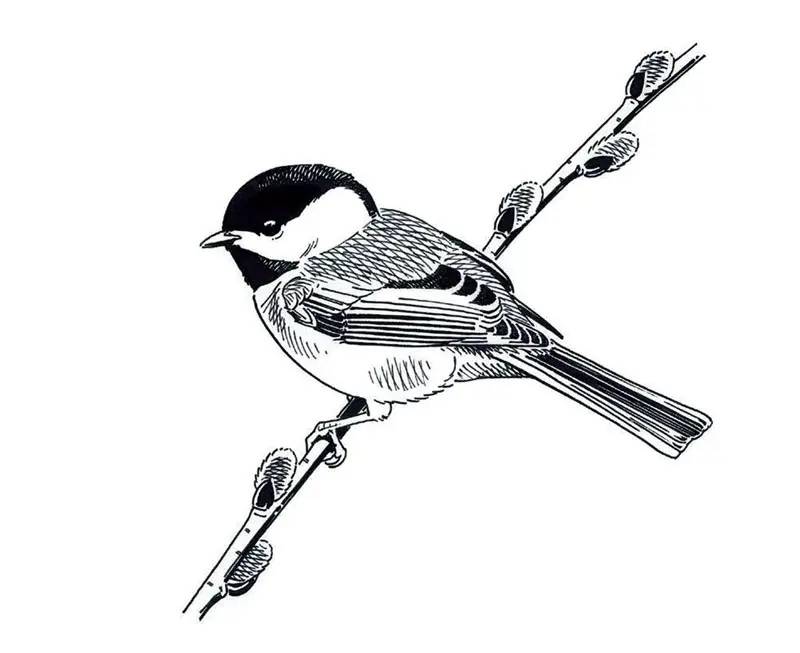 Black capped Chickadee