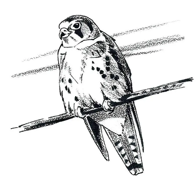 American Kestrel