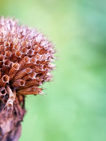bee balm seed head