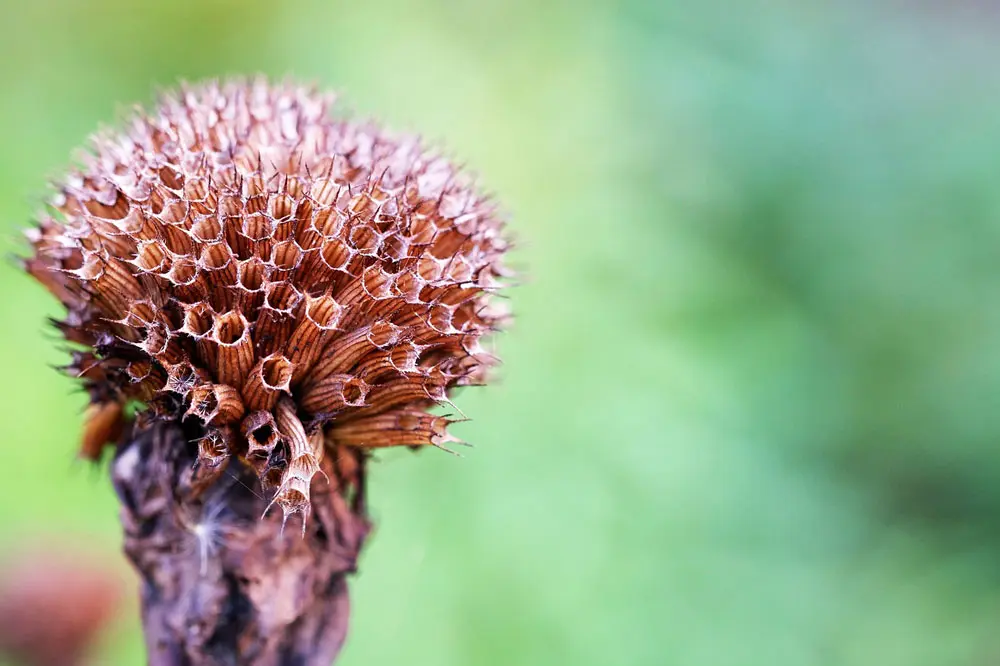 bee balm seed head