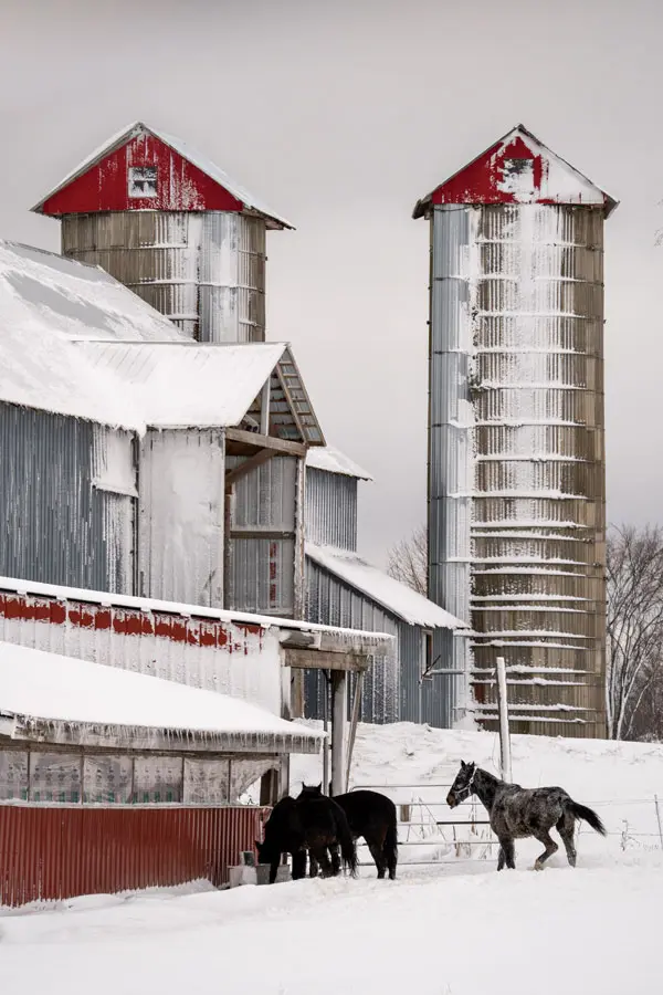 A photographic ode to the snow- covered barns of Aroostook County.
