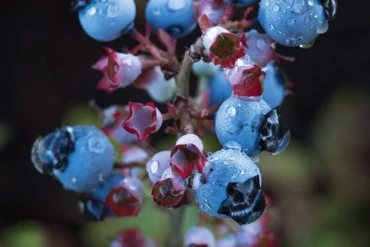 wild blueberry bush, Wyman's Wild Blueberries