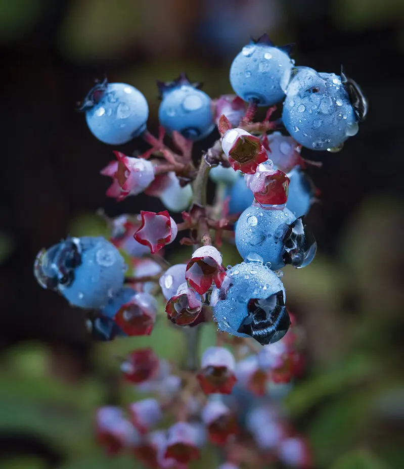 wild blueberry bush, Wyman's Wild Blueberries