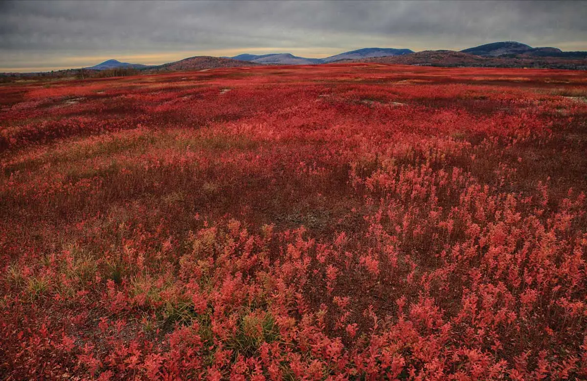 Where to Eat Wild Blueberries in Maine