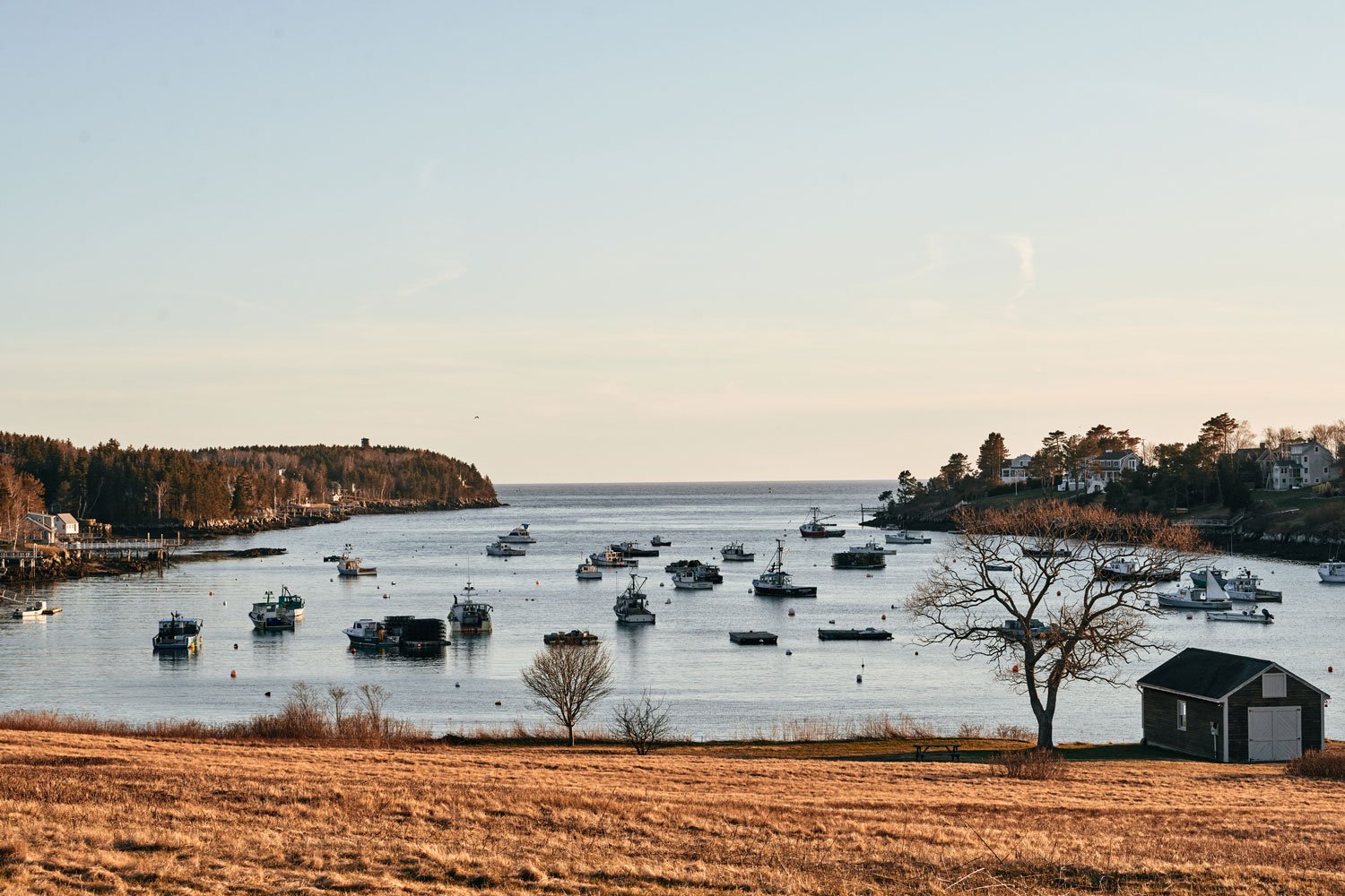 Rare shark attack in Maine may be linked to marine protection efforts, Sharks