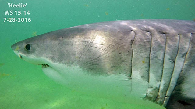 12-Foot Great White Shark Swam Its Way Into Maine's Casco Bay