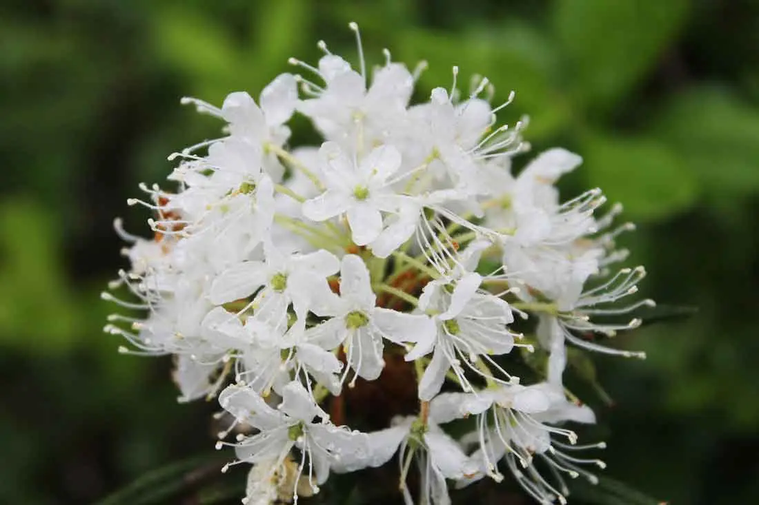 Labrador tea