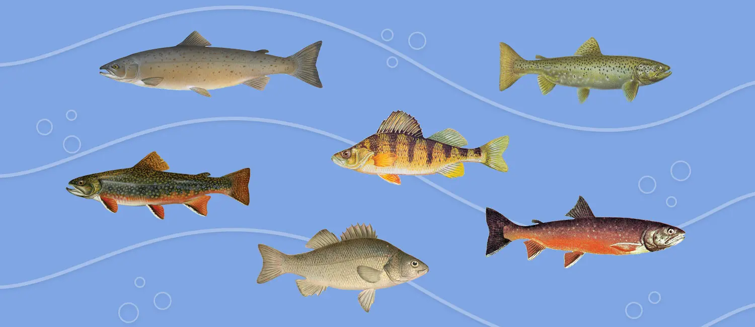 Know Your Native Maine Fish | Down East Magazine