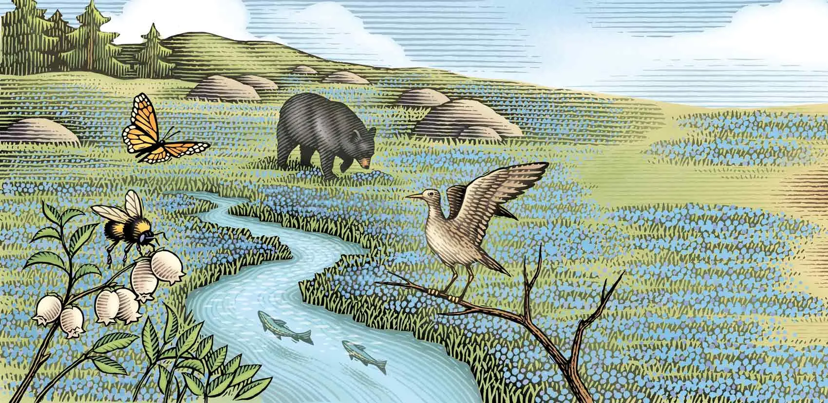 Natural Treasure - Wyman's | Down East Magazine