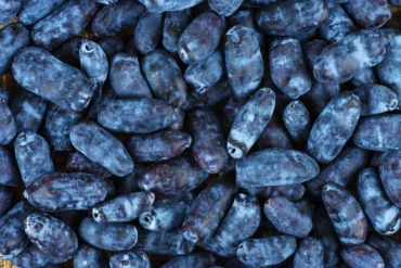 Allagash View Farms the first Maine farm to go big on haskap berries