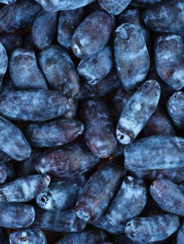 Allagash View Farms the first Maine farm to go big on haskap berries