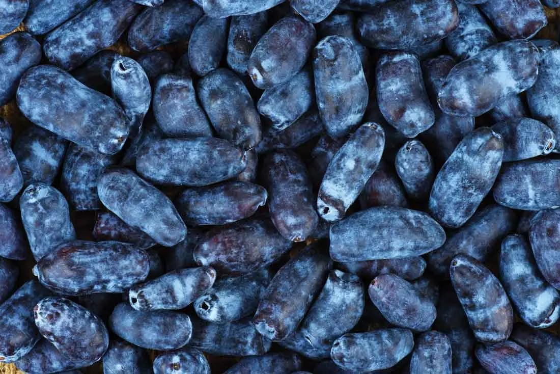 Allagash View Farms the first Maine farm to go big on haskap berries