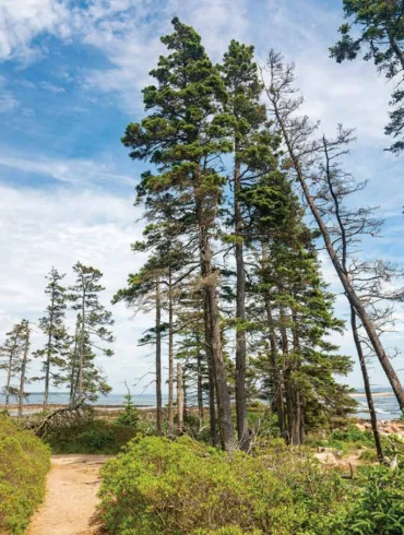 Wonderland Trail, one of Acadia National Park's Best Shoreline Trails