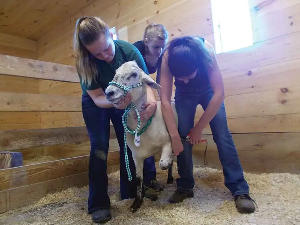 Unity students tend to animal