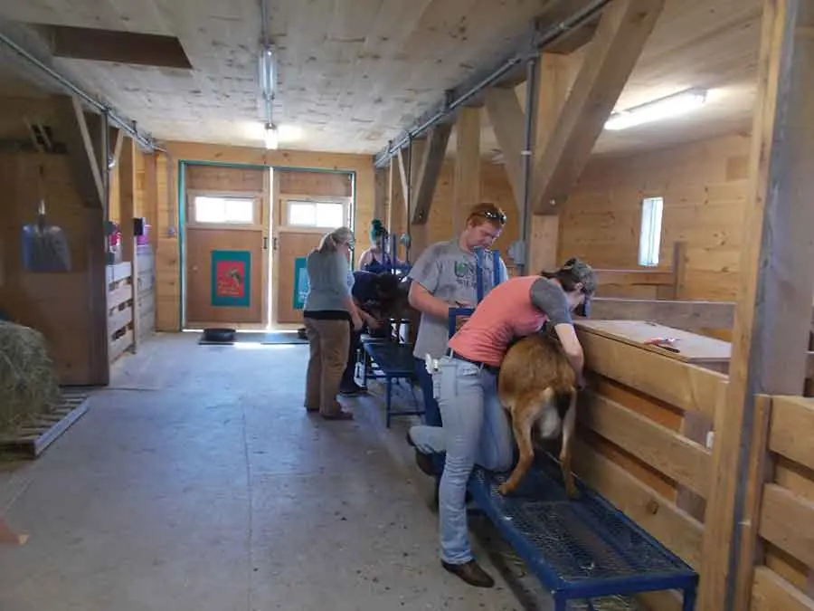 Unity College students with livestock