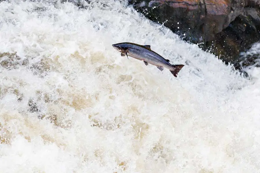 The endangered wild Atlantic salmon were once abundant in Maine. Wyman’s has worked with Project SHARE to restore salmon habitat on stretches of the Narraguagus River that run through its land.
