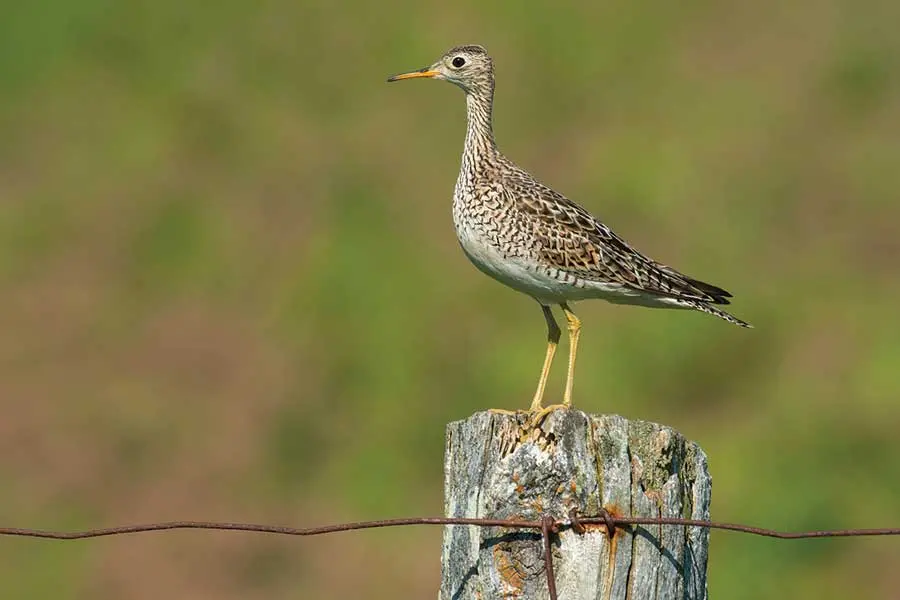 Wild-blueberry barrens provide ideal habitat for upland sandpipers.