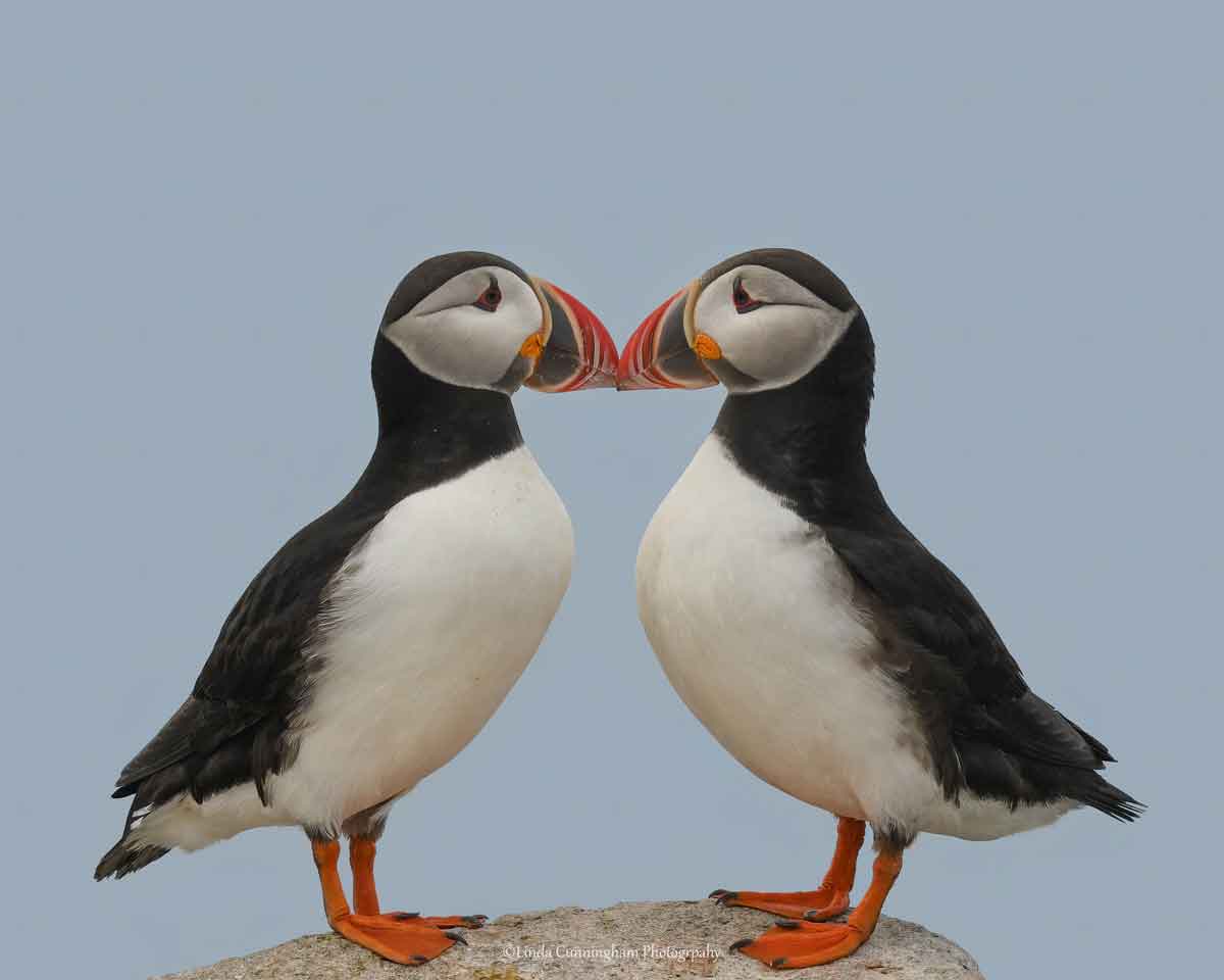 Puffins, Mirrored, by Linda Cunningham