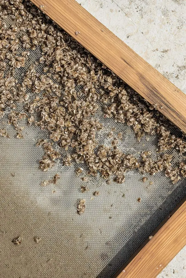 Keeping the screens clear is critical to keeping the oysters fed and healthy.