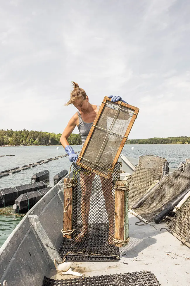 Keeping the screens clear is critical to keeping the oysters fed and healthy.