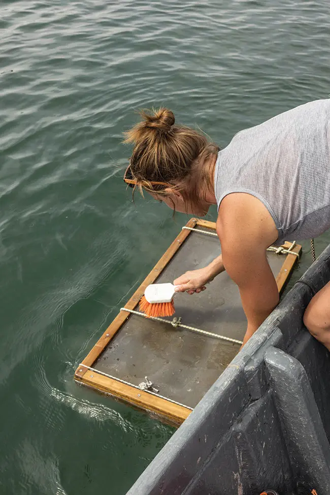 Keeping the screens clear is critical to keeping the oysters fed and healthy.