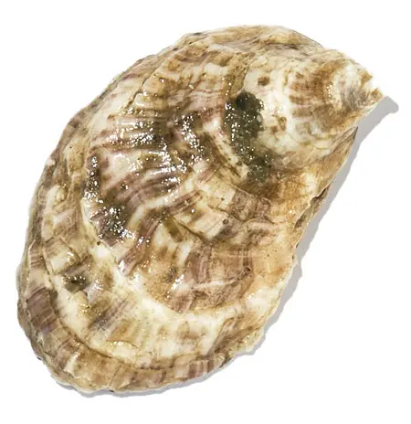 The Maine Oyster Trail Is Back