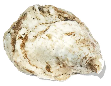 The Maine Oyster Trail Is Back