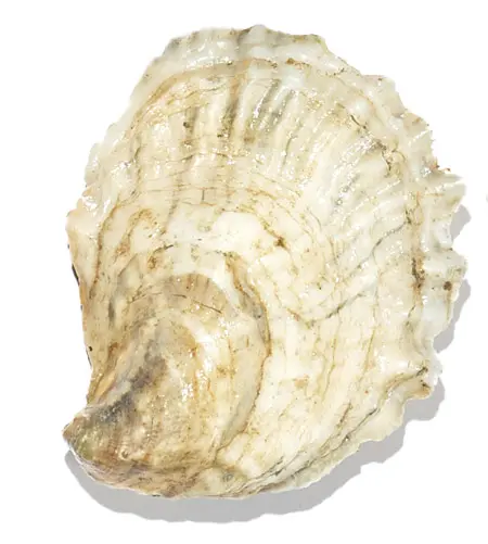 The Maine Oyster Trail Is Back