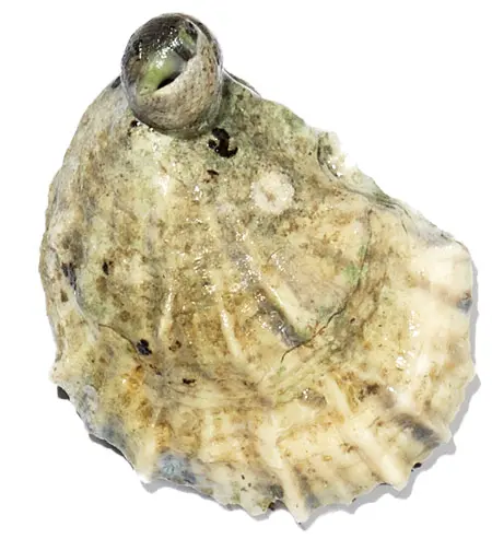 The Maine Oyster Trail Is Back