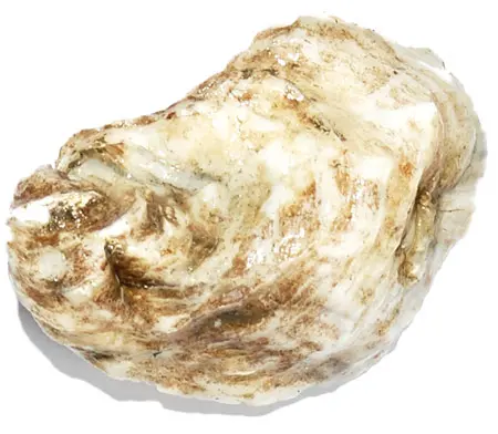 The Maine Oyster Trail Is Back