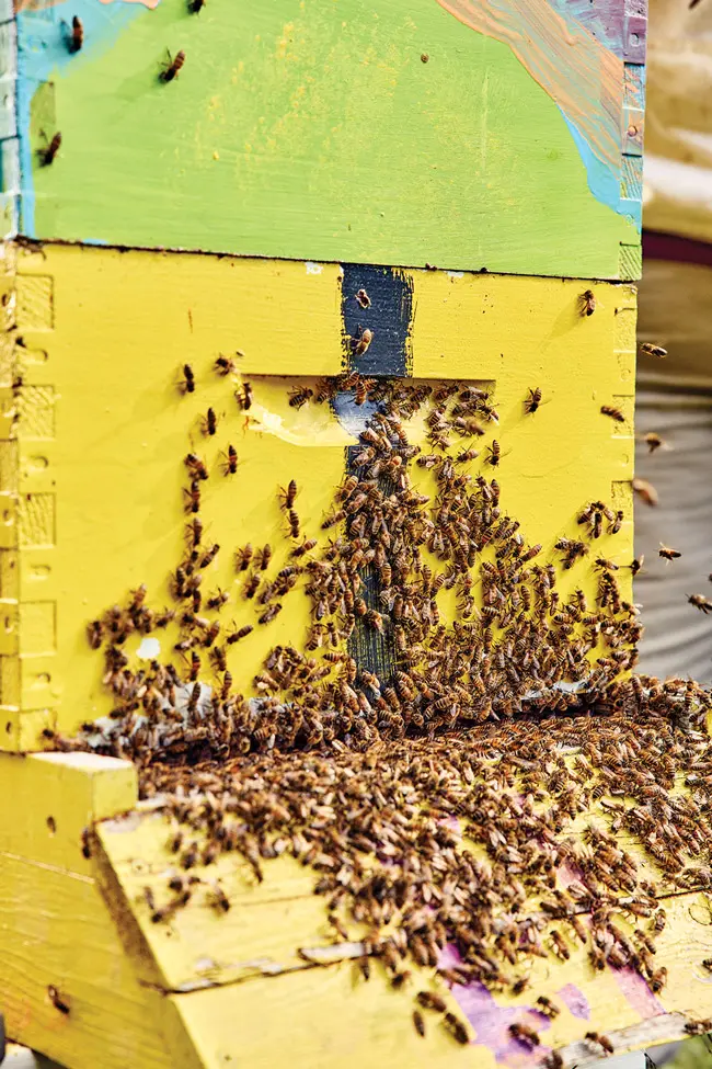 One of the six hives Elizabeth Downs tends to