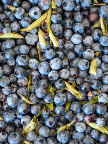 Maine Wild Blueberries