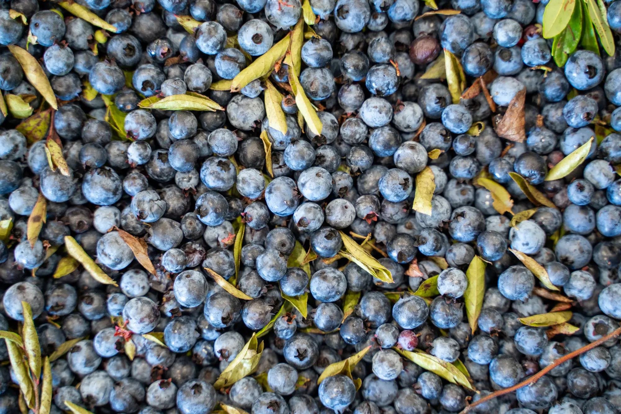 Maine Wild Blueberries