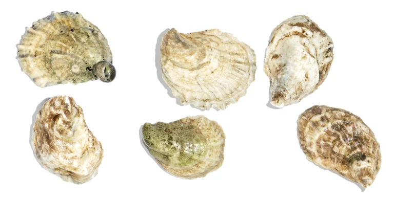 The Maine Oyster Trail Is Back