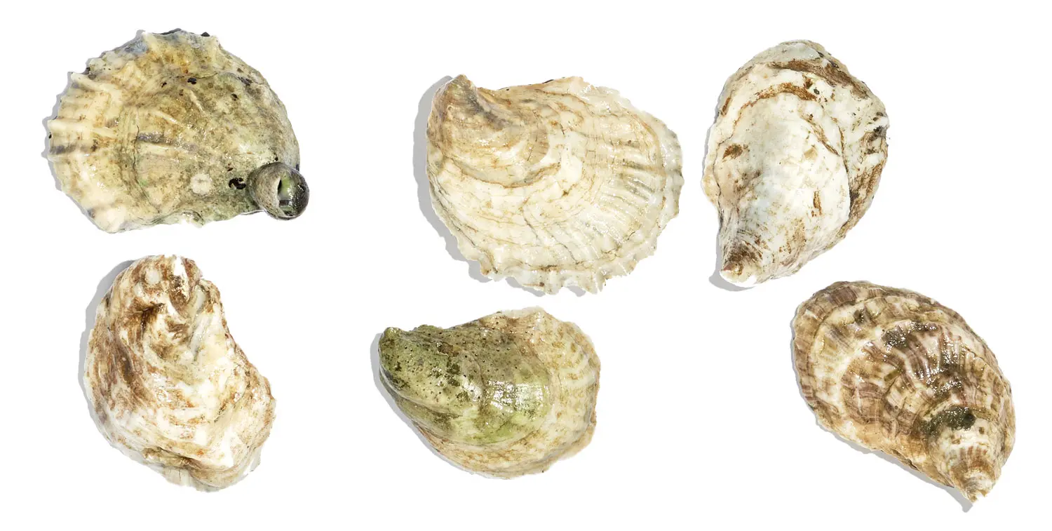 The Maine Oyster Trail Is Back