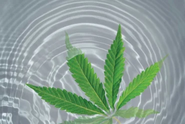 5 Maine-Made THC- and CBD-Infused Beverages