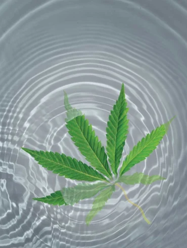 5 Maine-Made THC- and CBD-Infused Beverages
