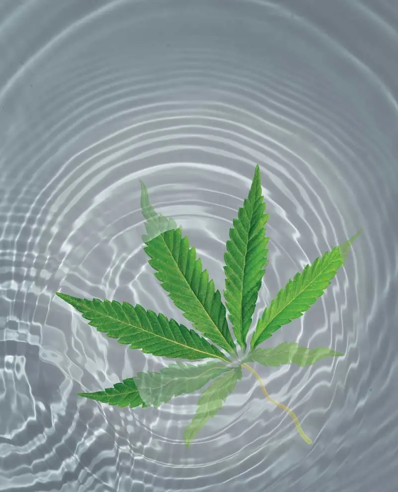 5 Maine-Made THC- and CBD-Infused Beverages