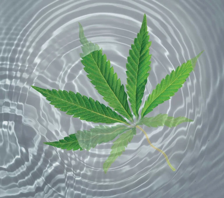 5 Maine-Made THC- and CBD-Infused Beverages