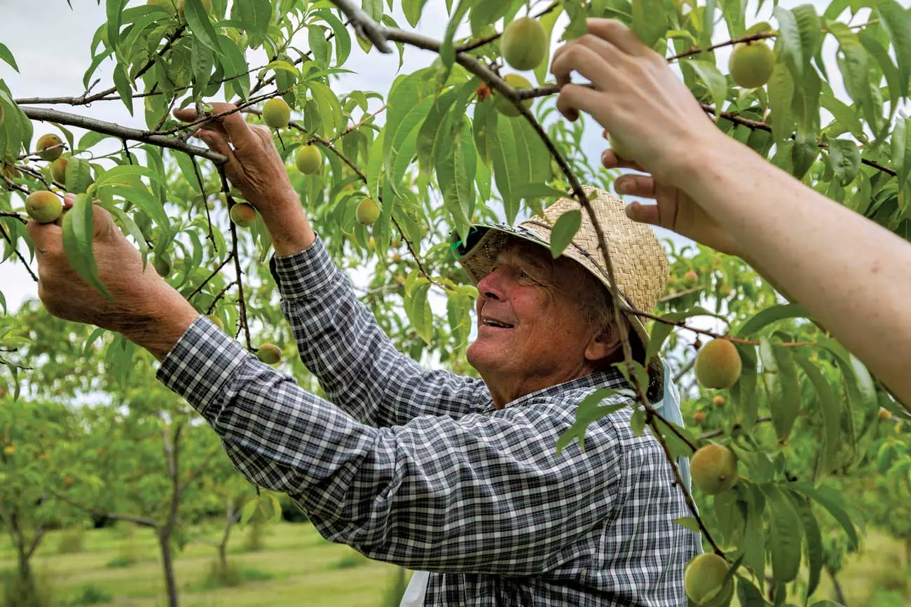 peach farmer Gordon Kenyon