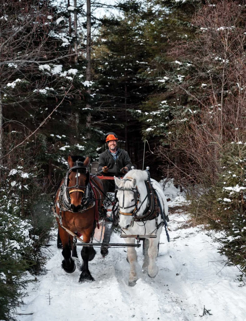 Scott Stevens is one of only about two dozen horse loggers left in the Pine Tree State.