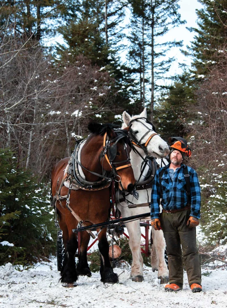 horse logger Scott Stevens and horses Slim and Babe